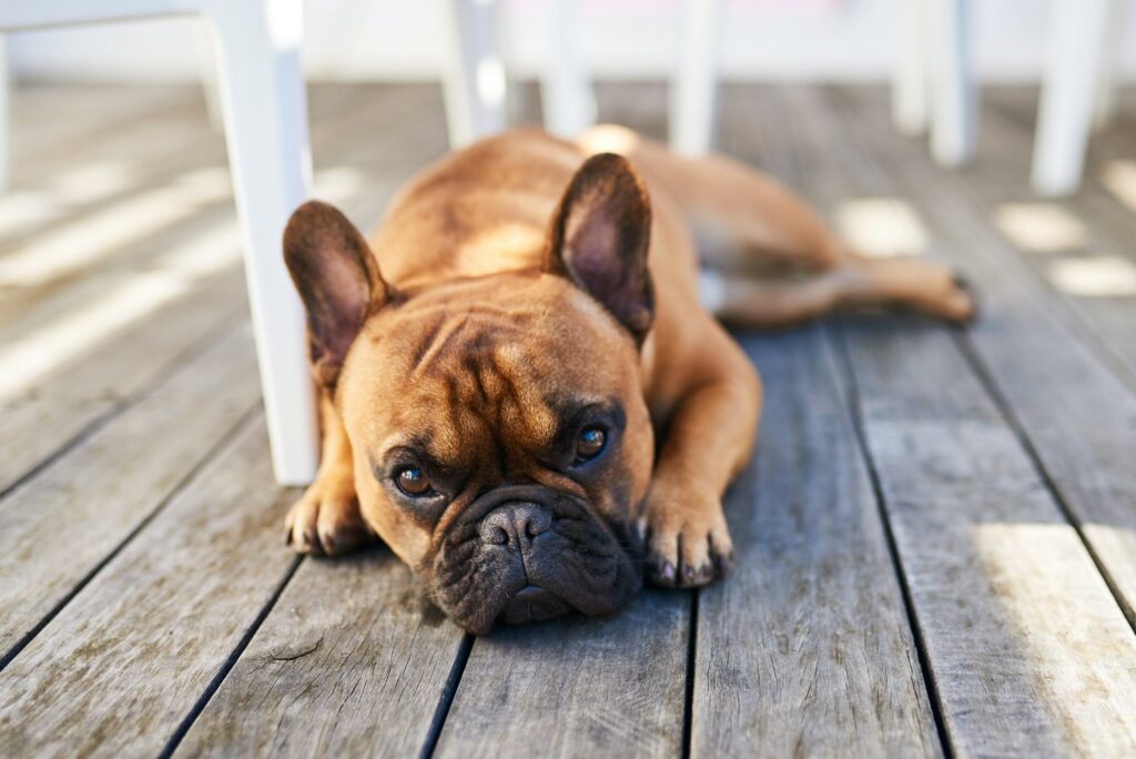 View of a dog for our pets are welcome on patio only.